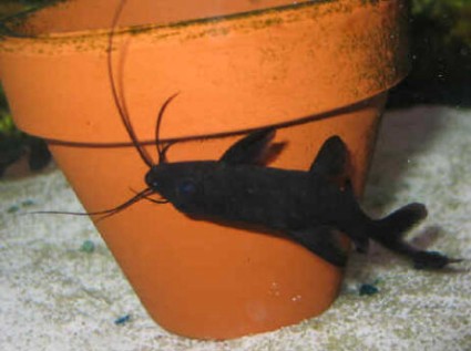 Jet Black Upside Down Catfish - 3 inches